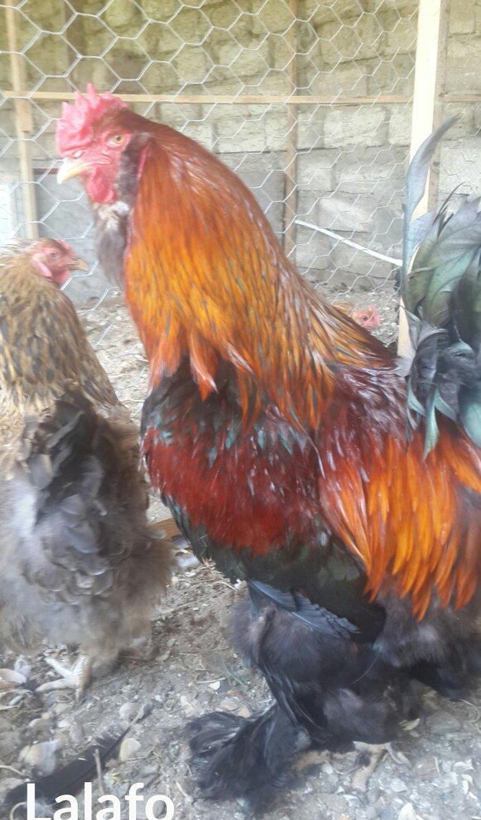 Layt dark buff qold ag bramaorpinqton ve koxin xoruzlari satilir