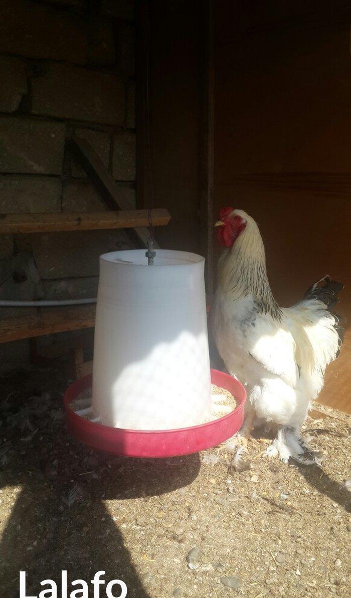 Layt dark buff qold ag bramaorpinqton ve koxin xoruzlari satilir