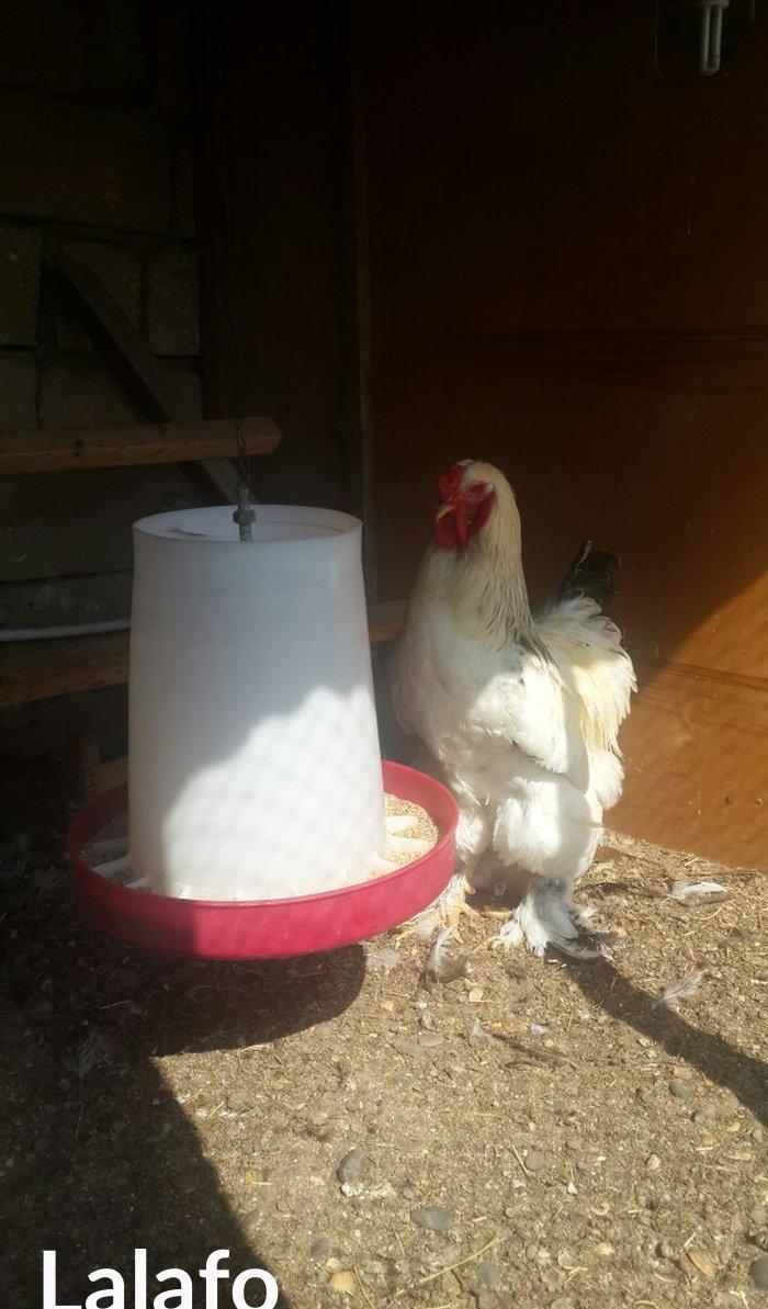 Layt dark buff qold ag bramaorpinqton ve koxin xoruzlari satilir