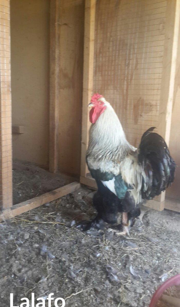 Layt dark buff qold ag bramaorpinqton ve koxin xoruzlari satilir