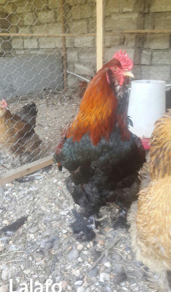 Layt dark buff qold ag bramaorpinqton ve koxin xoruzlari satilir