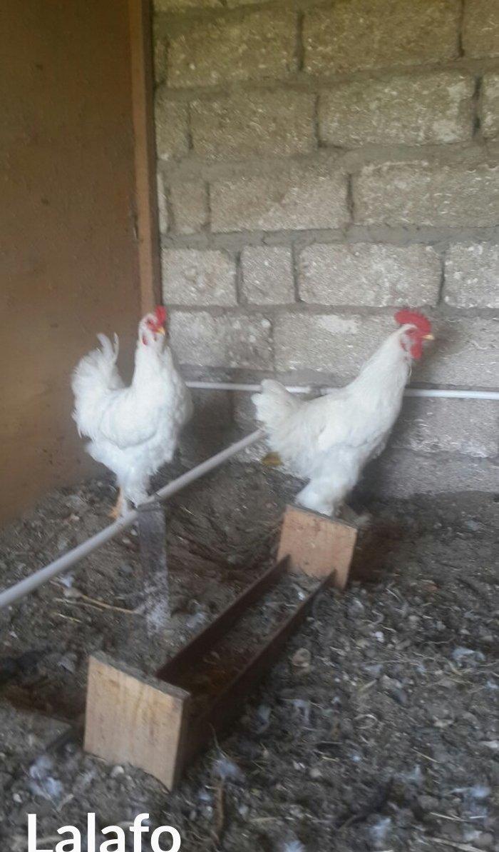 Layt dark buff qold ag bramaorpinqton ve koxin xoruzlari satilir