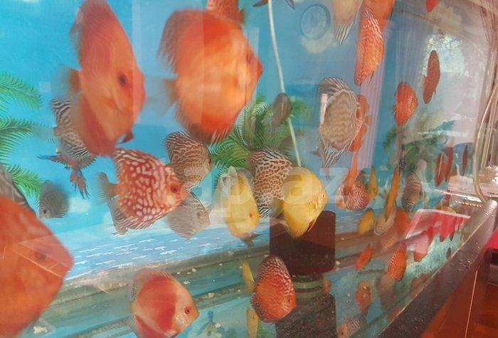 salam Diskus baliqlari tam saglam ve iri olcudediler ikinci ve ucuncu