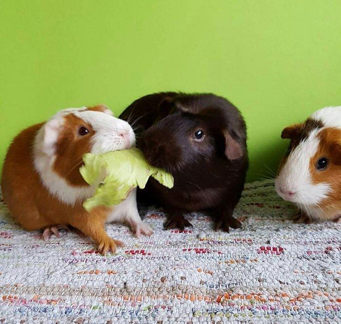 dəniz donuzu. 15 manata. 3 aylıqdilar erkek disi var. xahis olunur qiy