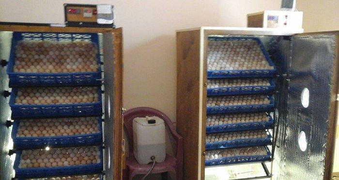 inkubator yigilir, tam avtomatik is rejimine malikdir. her bir sey avt