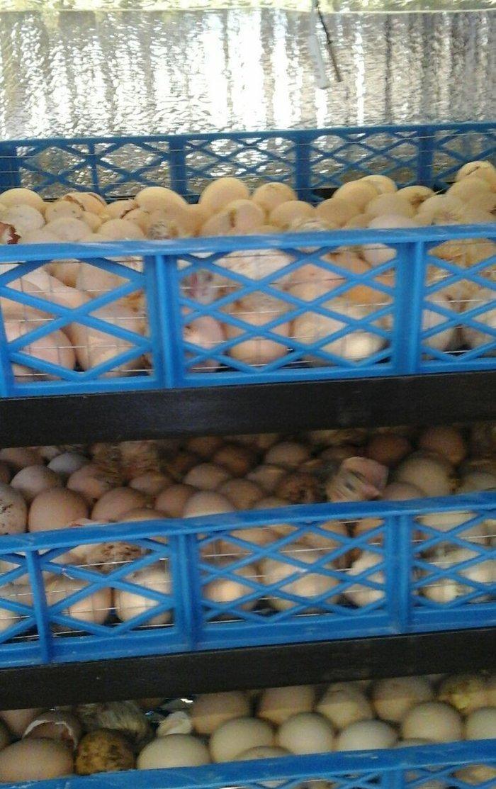 inkubator yigilir, tam avtomatik is rejimine malikdir. her bir sey avt