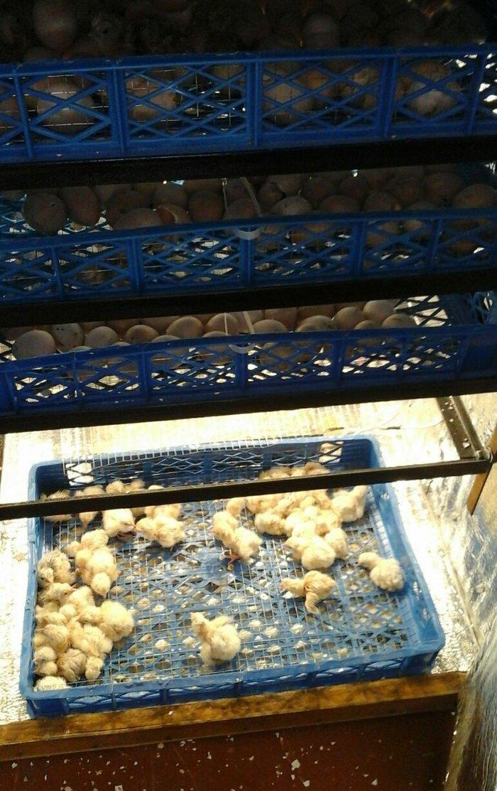 inkubator yigilir, tam avtomatik is rejimine malikdir. her bir sey avt