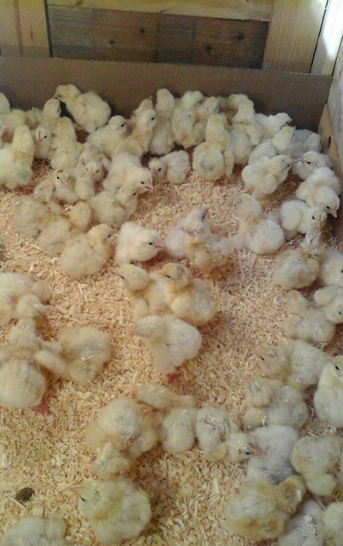 inkubator yigilir, tam avtomatik is rejimine malikdir. her bir sey avt