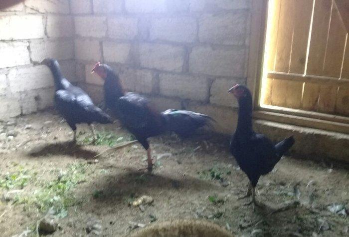 heratiler satilir 3 fere 1 xoruz tam saglamdilar hec bir problemi yoxd