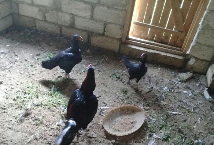 heratiler satilir 3 fere 1 xoruz tam saglamdilar hec bir problemi yoxd