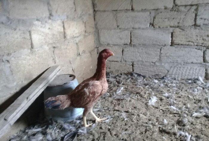 heratiler satilir 3 fere 1 xoruz tam saglamdilar hec bir problemi yoxd