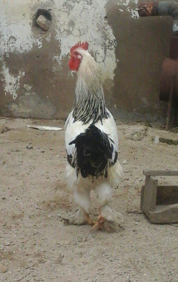 1yas6 ayliq saqlam xoruz 60 azin son qiymeti qaldiqim yer pirallahi wa