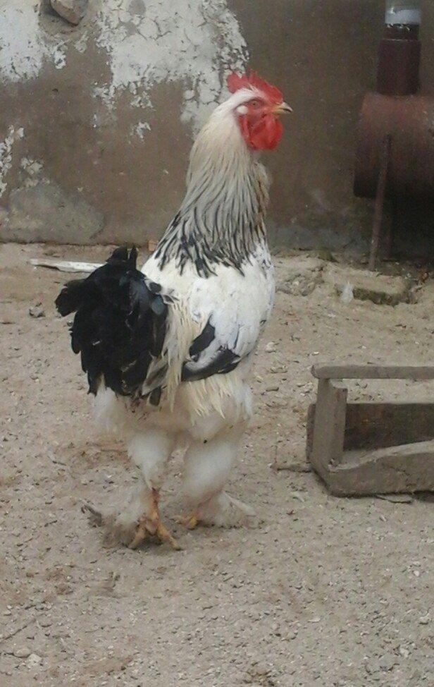 1yas6 ayliq saqlam xoruz 60 azin son qiymeti qaldiqim yer pirallahi wa