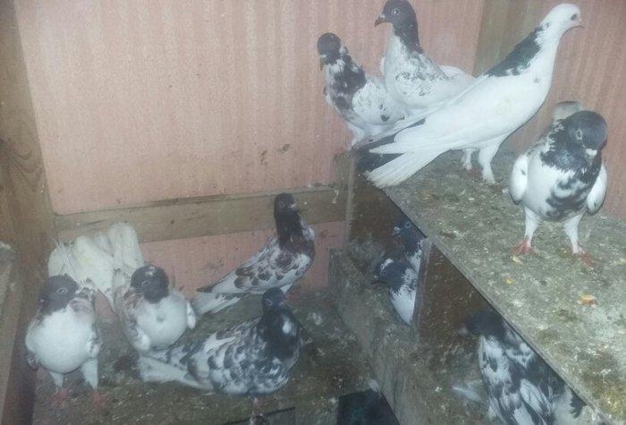 quşlar 4 cütdür.1 cüt ana 3 cüt baladan clxma.250 manat son qiymət.quş