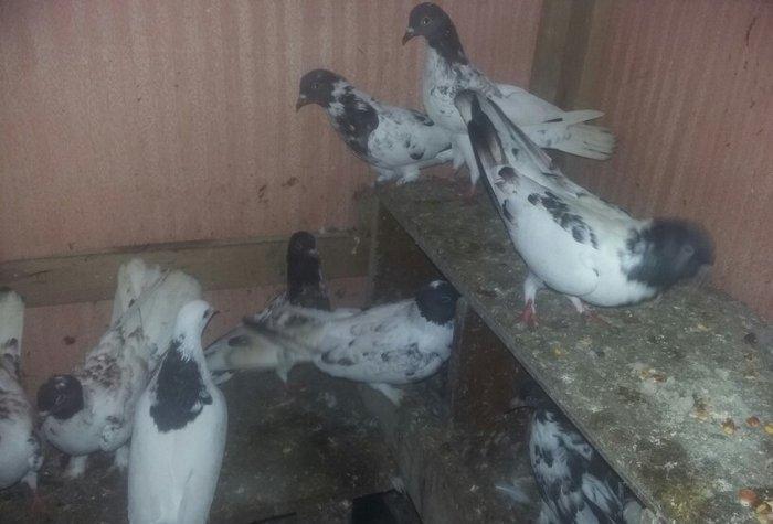 quşlar 4 cütdür.1 cüt ana 3 cüt baladan clxma.250 manat son qiymət.quş