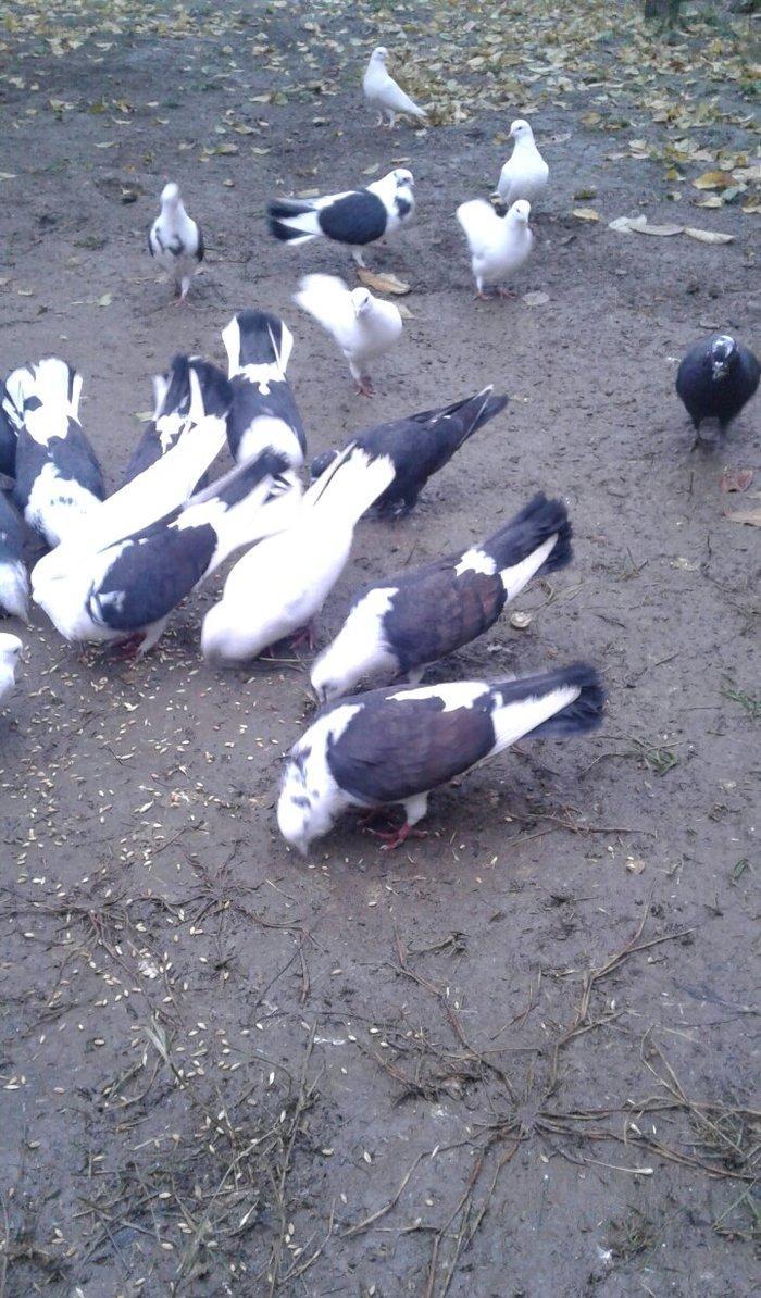 Ev göyərçinləri, qara, ağ, qara - ağ, ünvan Quba şəhər Cəfər Cabbarlı