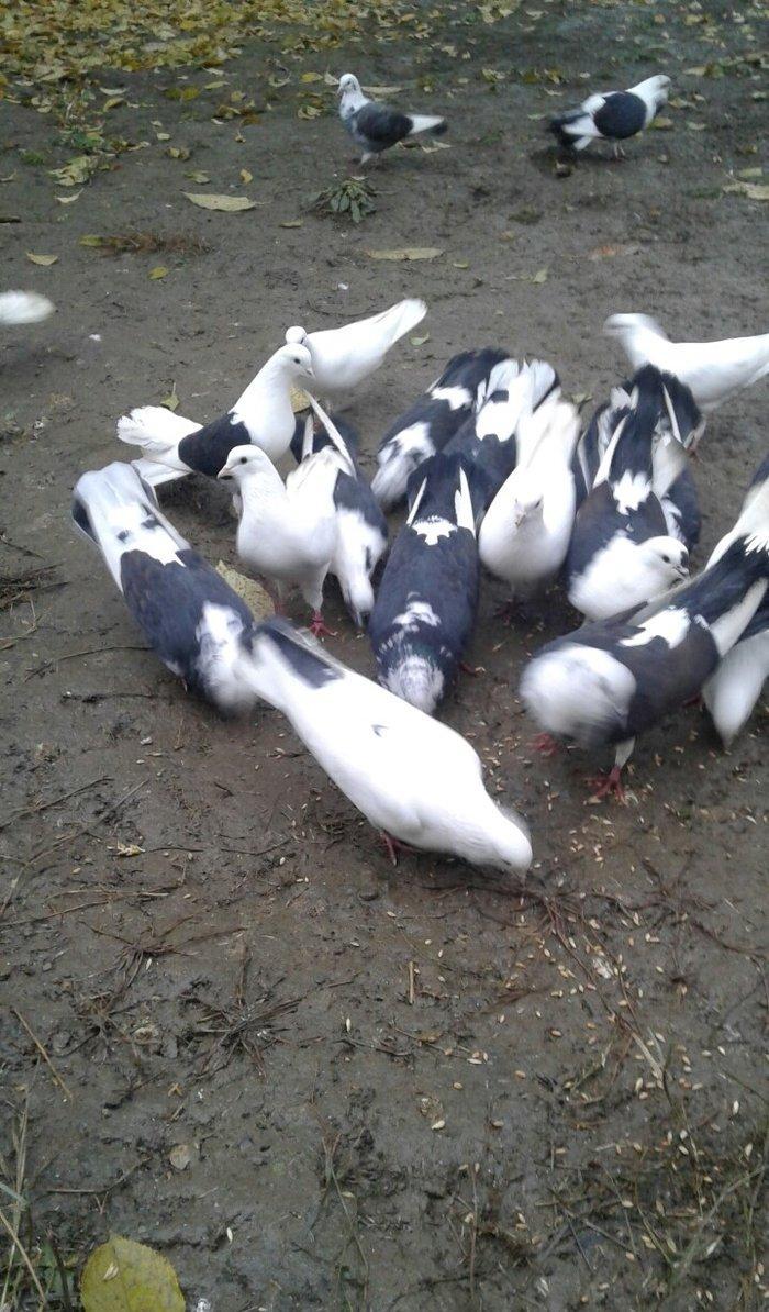 Ev göyərçinləri, qara, ağ, qara - ağ, ünvan Quba şəhər Cəfər Cabbarlı