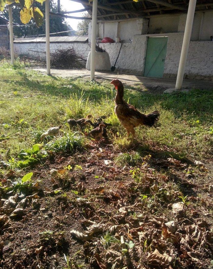 heyrati Ozbek. bu cutun balalari satilir sekilde gorunen cuceler 2 ayl