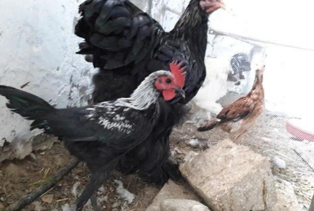 Sekildaki xoruzun ferasini aliram. Ya pulla yada digar dekorativ