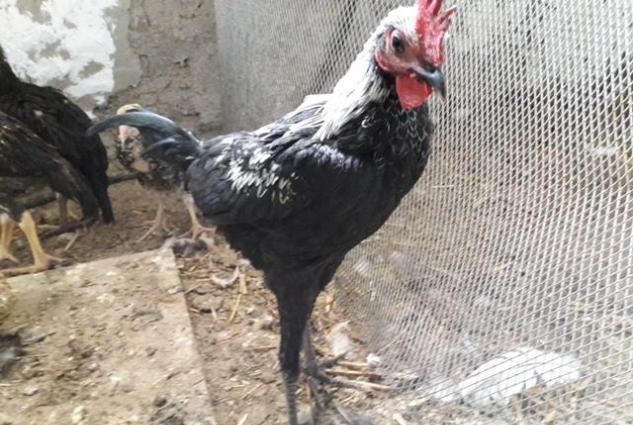 Sekildaki xoruzun ferasini aliram. Ya pulla yada digar dekorativ