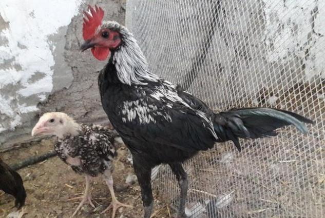 Sekildaki xoruzun ferasini aliram. Ya pulla yada digar dekorativ