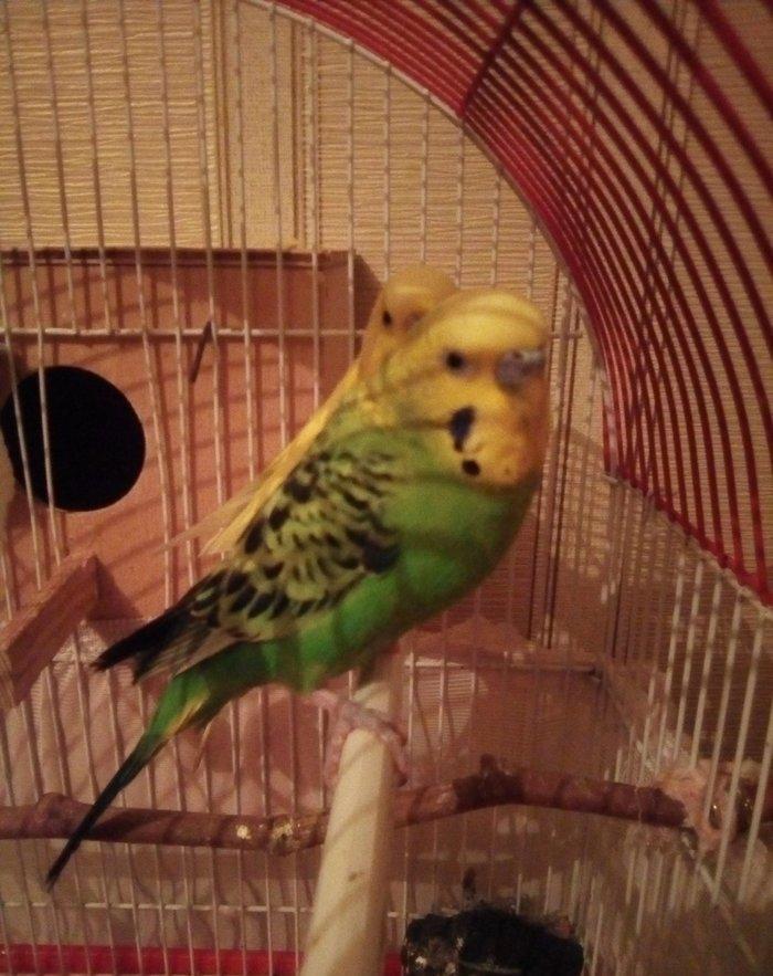 Зелёный попугай, возраст 1 год. С одной лапкой но абсолютно здоровый н
