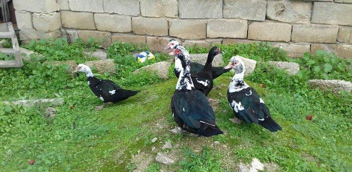 5 denesi bir erkek dört dişi 100 manat satılır amerika cinsidir tecili