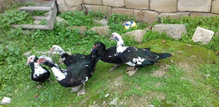 5 denesi bir erkek dört dişi 100 manat satılır amerika cinsidir tecili