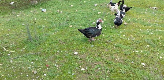 5 denesi bir erkek dört dişi 100 manat satılır amerika cinsidir tecili