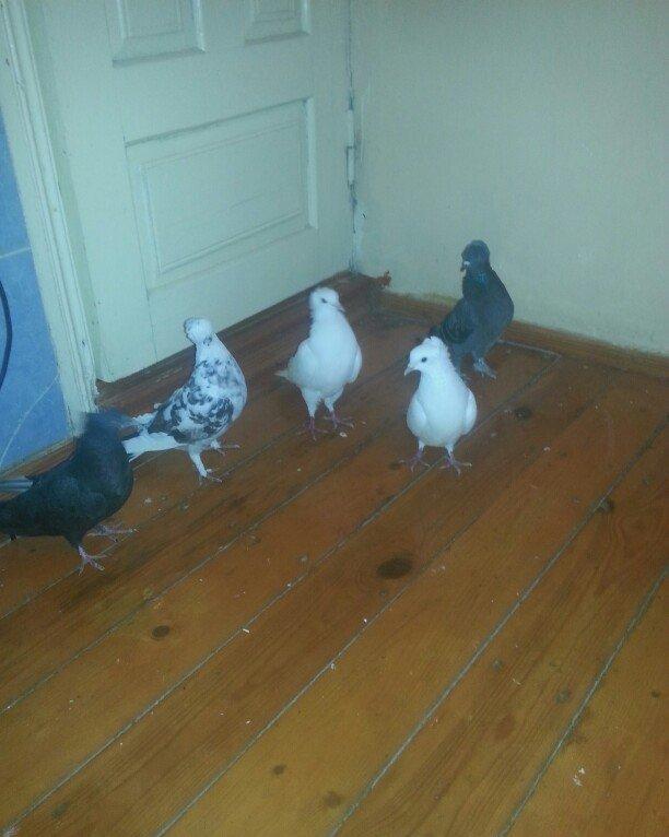 kekililer 12 13 14 tukler beside mayadi optum qiymete gore narahat etm