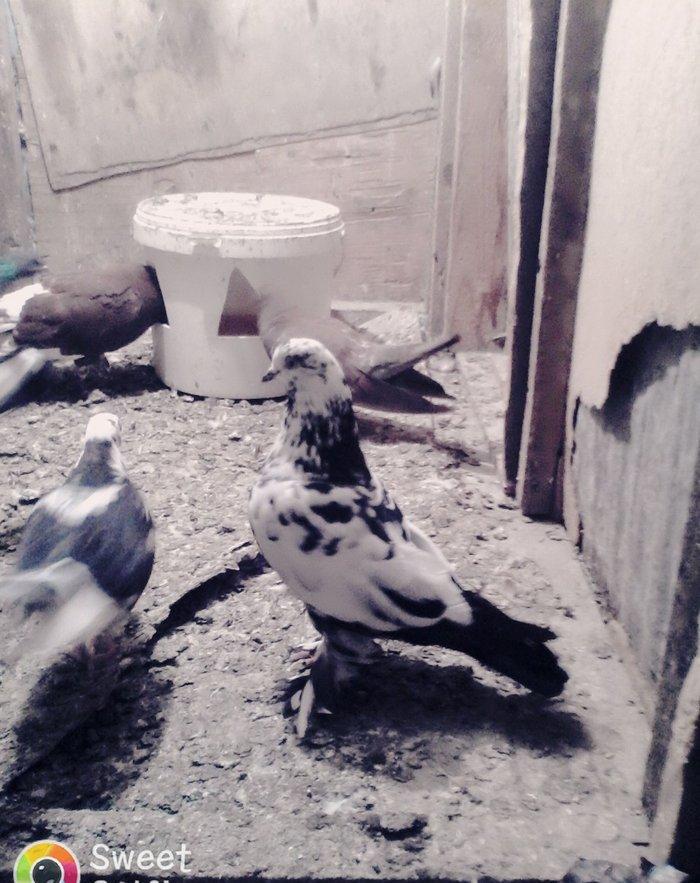 Satilir 3u 60aZn 2si erkey biri mayadi saglam heyvanlardi barter yoxdu