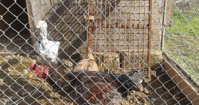 tecili satiram 1 xoruz 2 fere 3 ci 100 manat