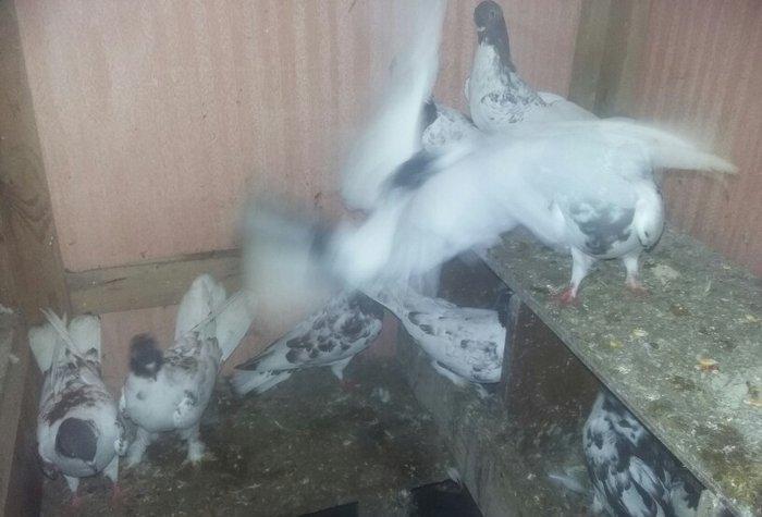 quşlar 1 cüt ana 3 cüt kəvən .250 manat son qiymət.Ramanadadlr.