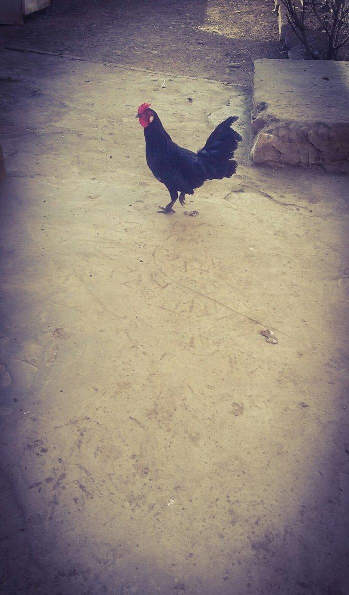 yaxsi yapon xoruzu satilir hele colpadi yaxsi sortu