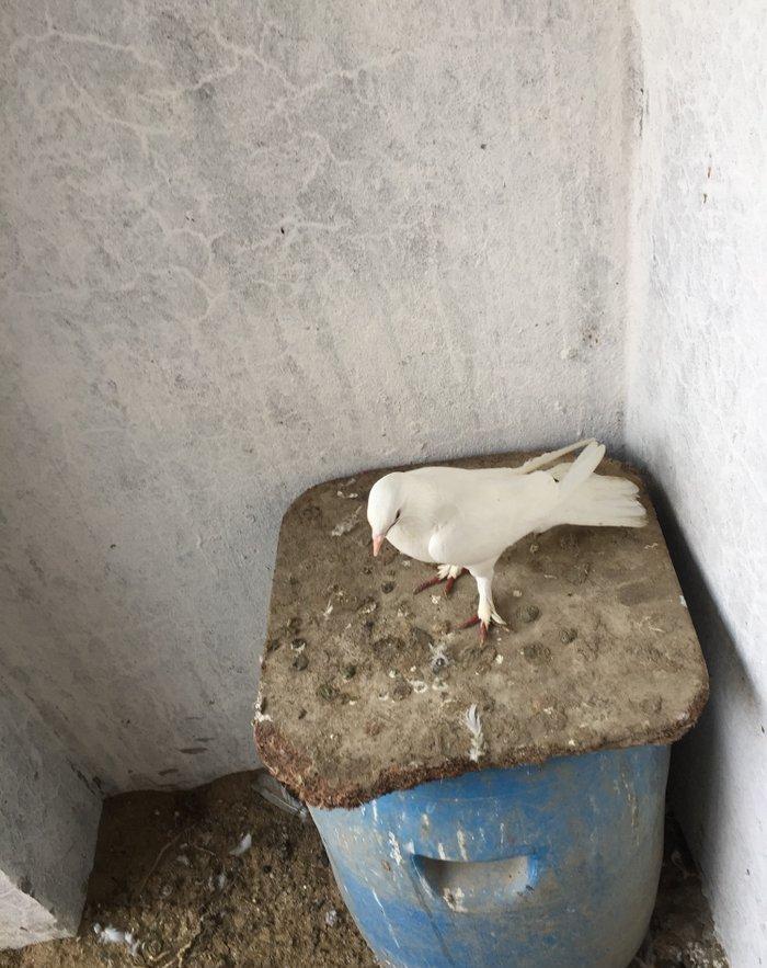 Enni quyruq erkek 19 tuk maya 17 tuk cut deyiller cute vurmaq lazımdı