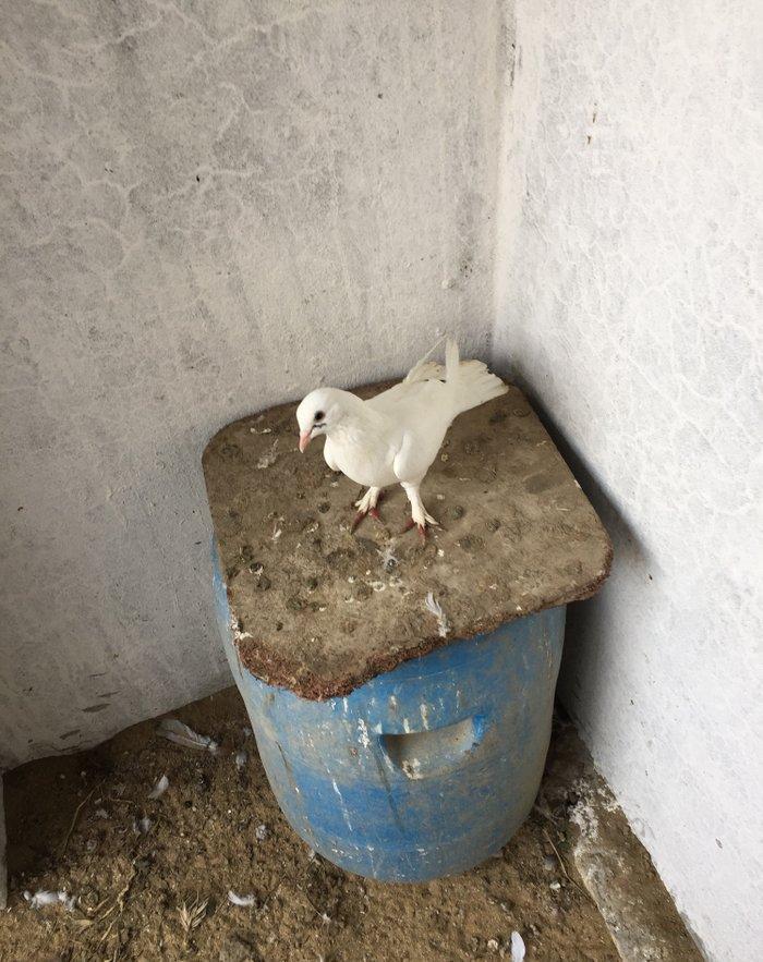 Enni quyruq erkek 19 tuk maya 17 tuk cut deyiller cute vurmaq lazımdı