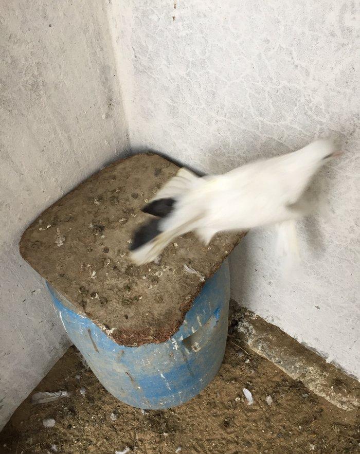 Enni quyruq erkek 19 tuk maya 17 tuk cut deyiller cute vurmaq lazımdı