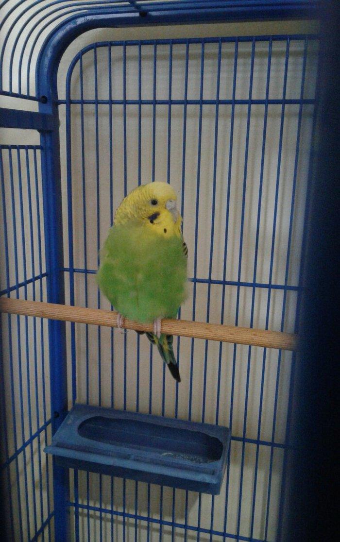 salam papqay satlram iki ededi disidiler birilin quslarldi qemeti 15 m