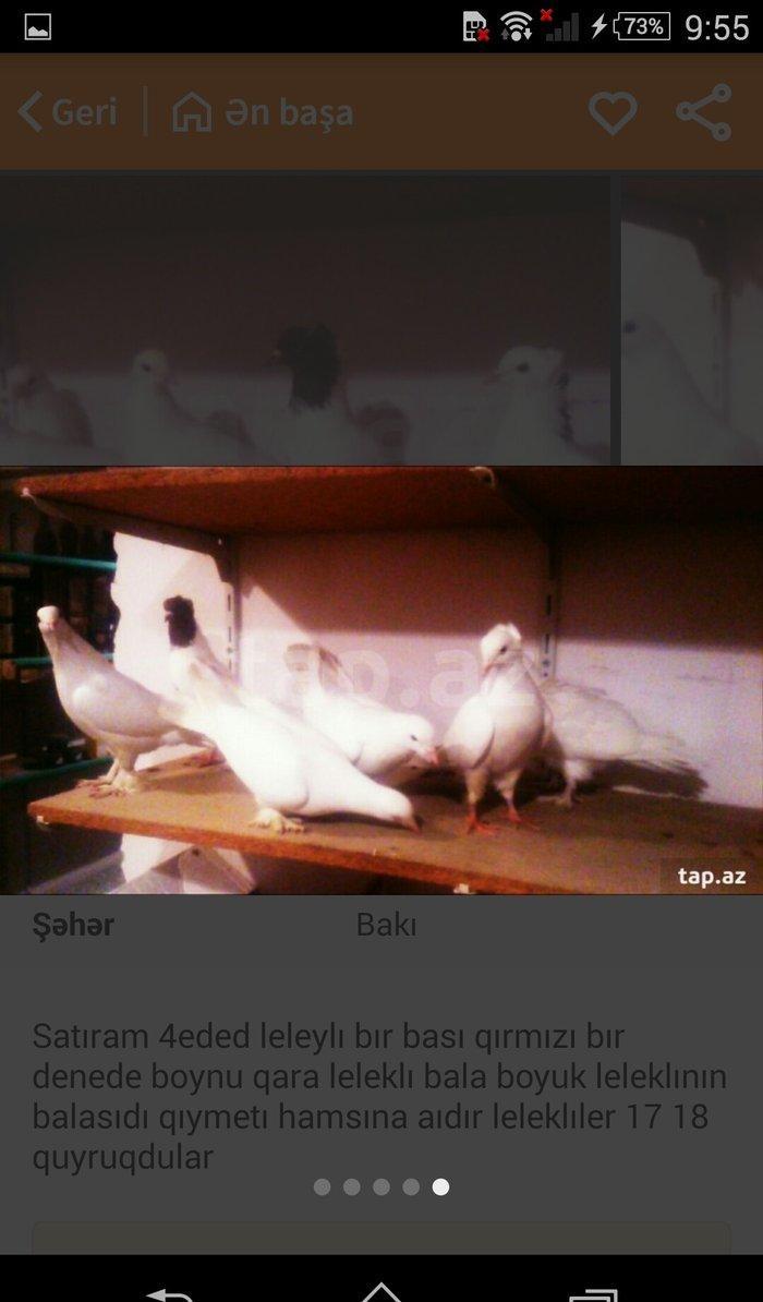 satıram temız heyvanlardı ag lelekdıler dordu 17 18tukdu ıkı ıse bırı