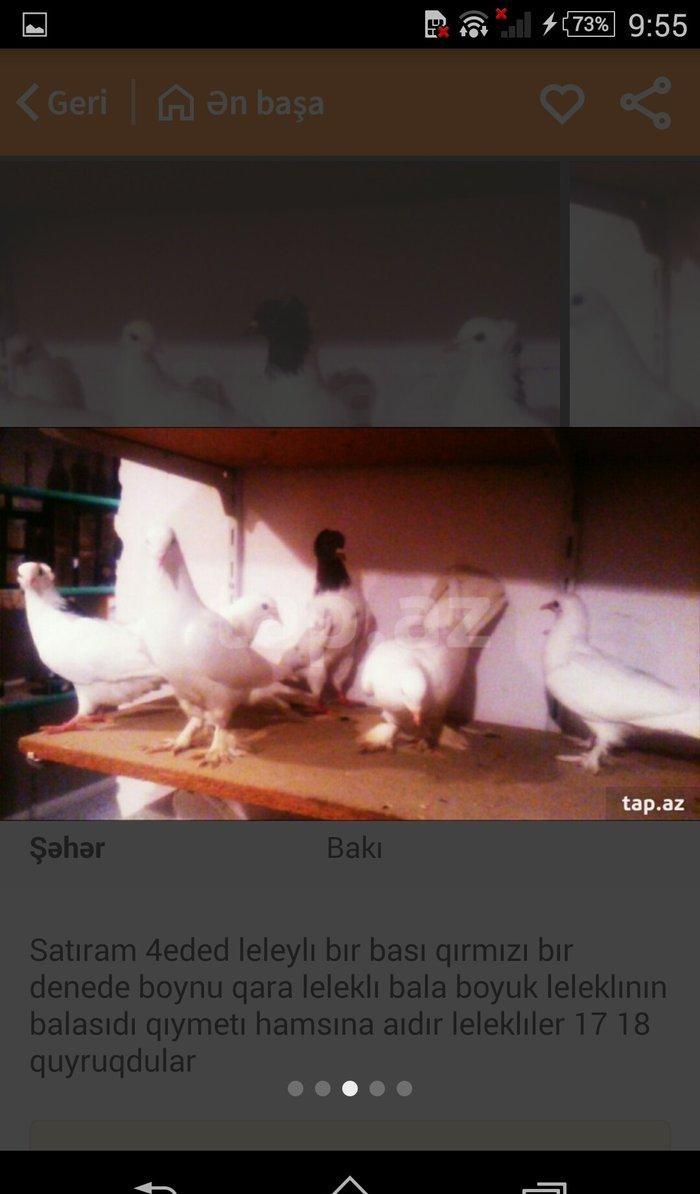 satıram temız heyvanlardı ag lelekdıler dordu 17 18tukdu ıkı ıse bırı