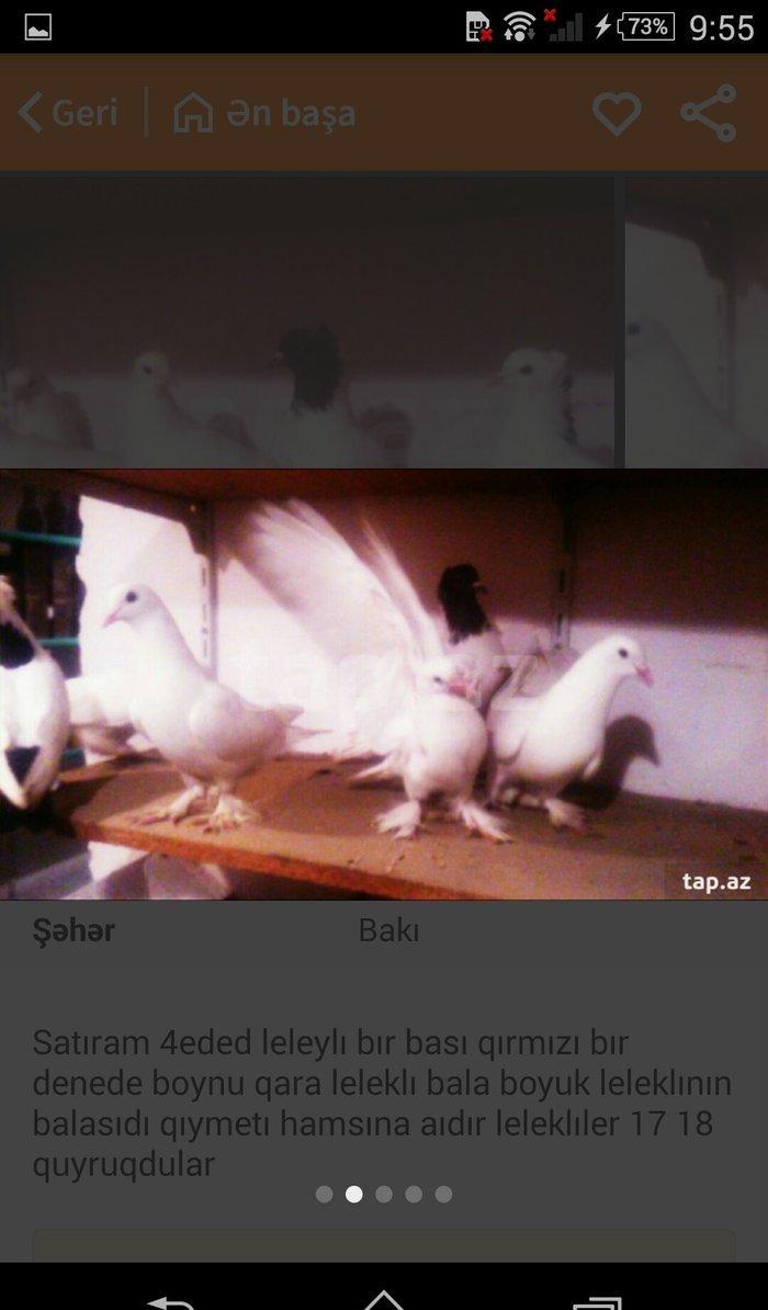 satıram temız heyvanlardı ag lelekdıler dordu 17 18tukdu ıkı ıse bırı
