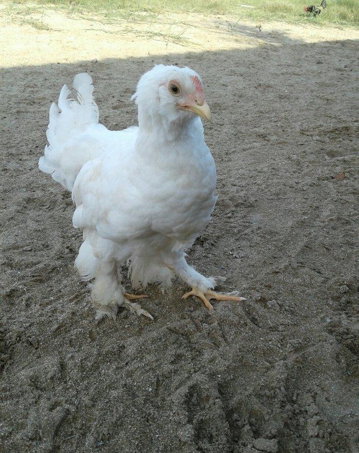 Ag brama gold blac bule sultan gold ag rahibe cuceleri satilir heresin