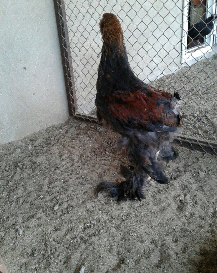 Ag brama gold blac bule sultan gold ag rahibe cuceleri satilir heresin