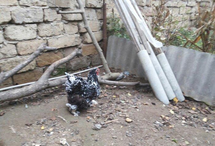 Bramalar satılır. Sağlamdılar. 1 xoruz, 4 toyuq. Toyuqlar hal hazırda