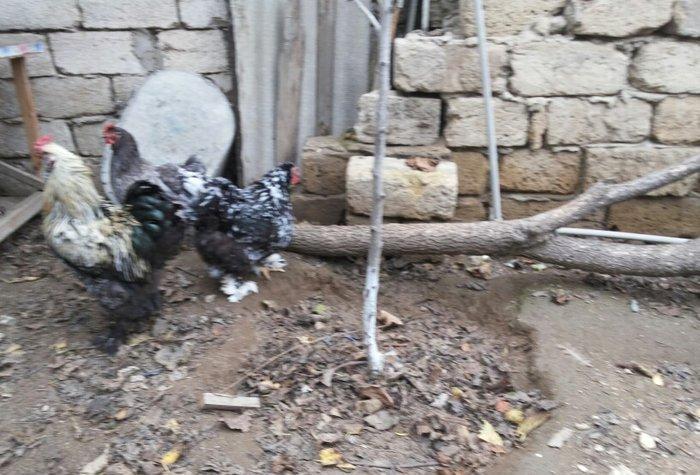 Bramalar satılır. Sağlamdılar. 1 xoruz, 4 toyuq. Toyuqlar hal hazırda