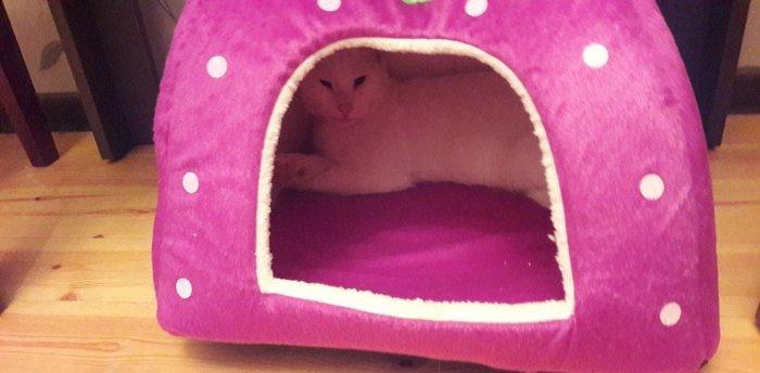 Домики для кошек и маленьких собак. Удобные в стирке и мягкие.