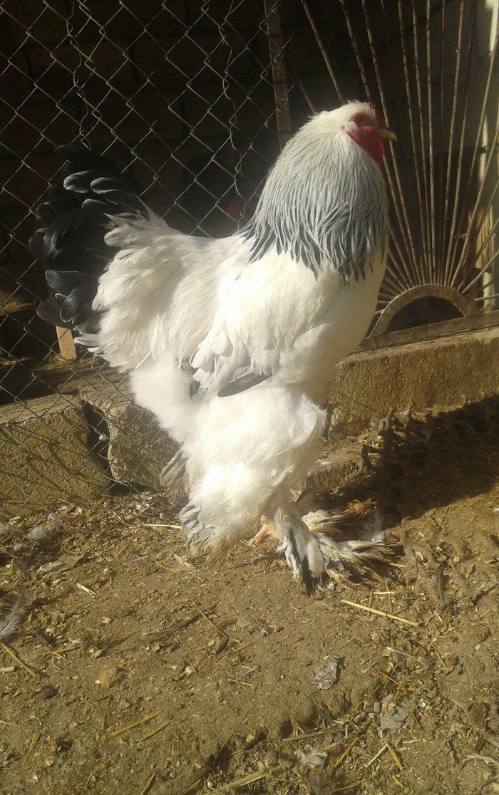 Temiz qan Light brama xoruzlari.
7 ayliq esl damazliq xoruzlar. Ata