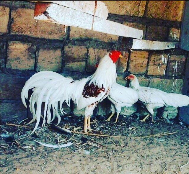 2 toyug bır xoruz barter olar 2 cut sibraytnann sultannan pompomnann