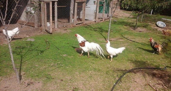 2 toyug bır xoruz barter olar 2 cut sibraytnann sultannan pompomnann