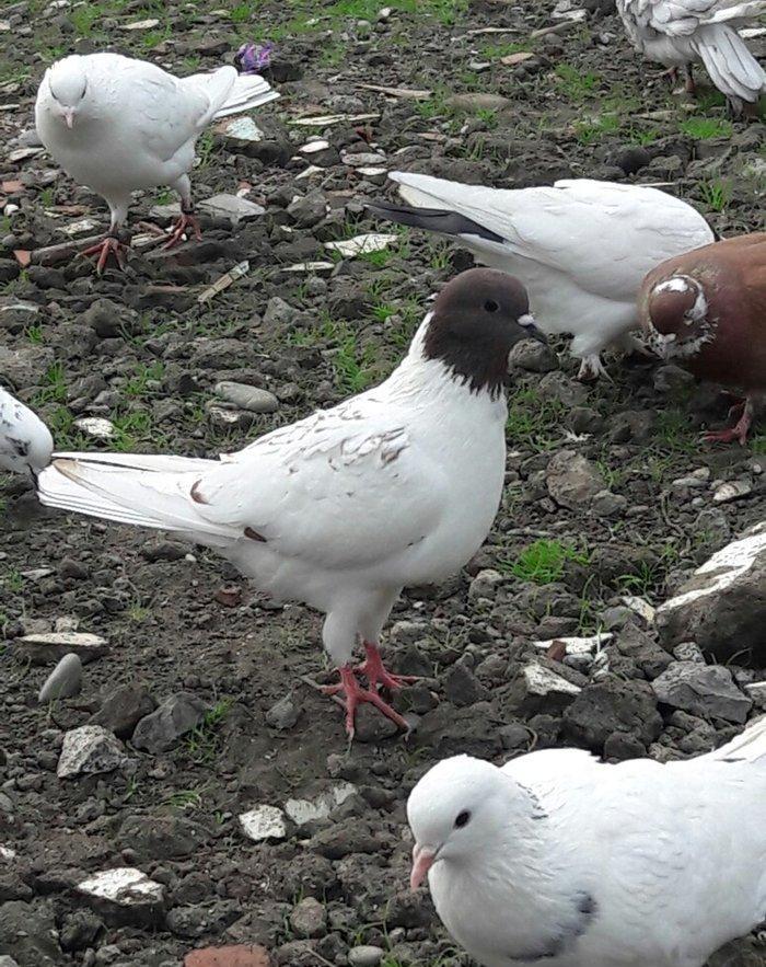 goyercinler satiram isdiyen olsa zeng edsin ya da yazsin 2 manata da v